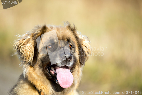 Image of purebred Leonberger dog outdoors