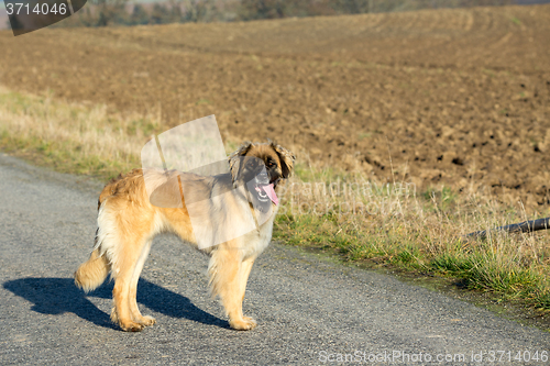 Image of purebred Leonberger dog outdoors