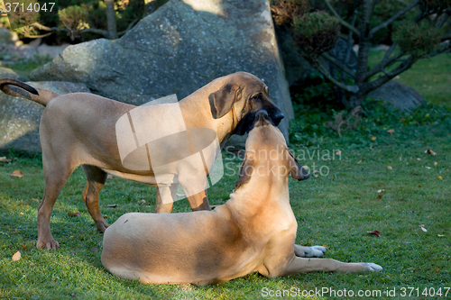 Image of female of Fila Brasileiro (Brazilian Mastiff)