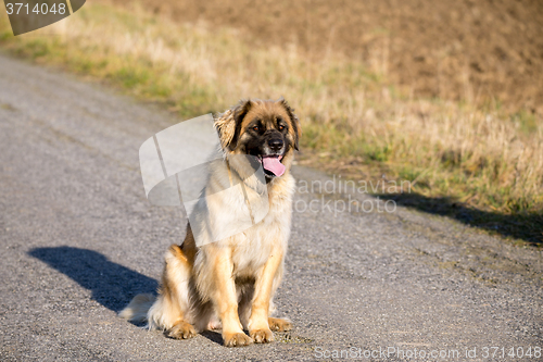 Image of purebred Leonberger dog outdoors