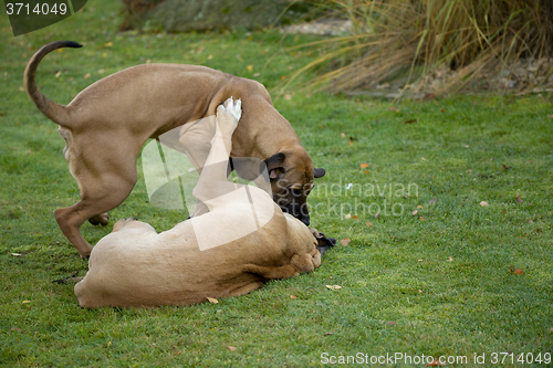 Image of female of Fila Brasileiro (Brazilian Mastiff)