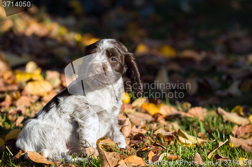 Image of English Cocker Spaniel puppy