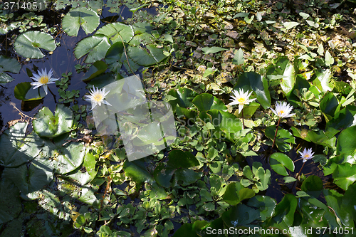 Image of white water lily