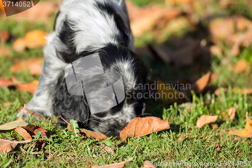 Image of English Cocker Spaniel puppy