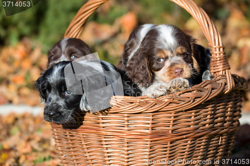 Image of English Cocker Spaniel puppy in basket