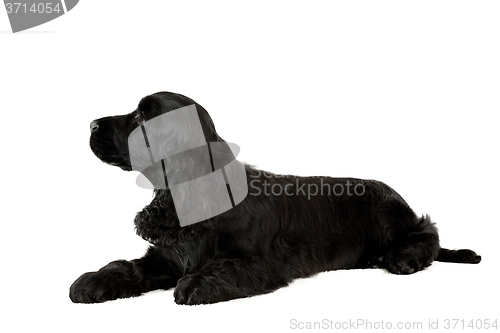 Image of english cocker spaniel puppy