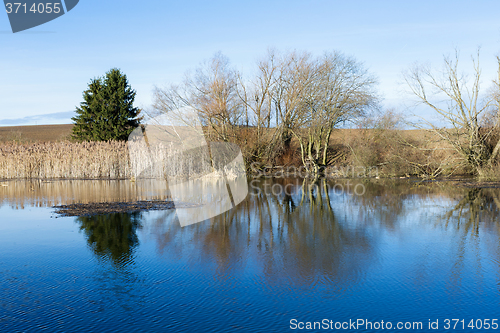 Image of reeds at the pond