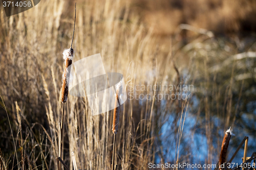 Image of reeds at the pond