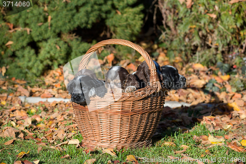 Image of English Cocker Spaniel puppy in basket