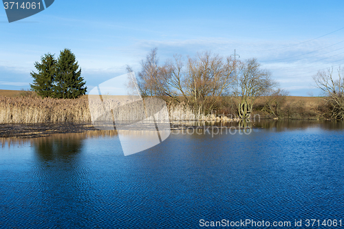 Image of reeds at the pond