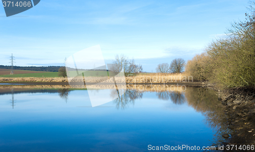 Image of reeds at the pond