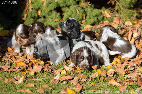 Image of English Cocker Spaniel puppy