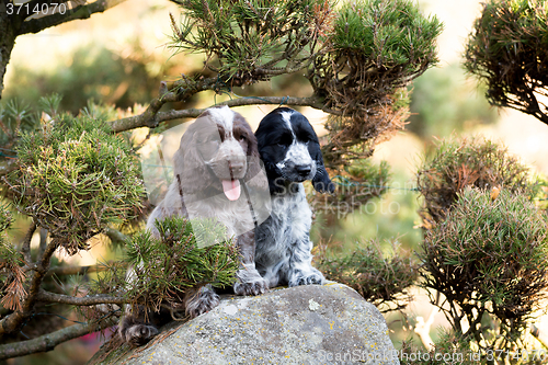 Image of English Cocker Spaniel puppy