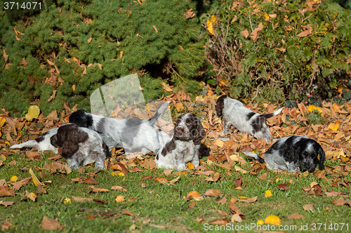 Image of English Cocker Spaniel puppy