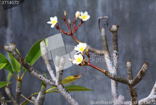 Image of wild spa flower plumeria