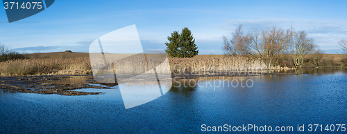 Image of reeds at the pond