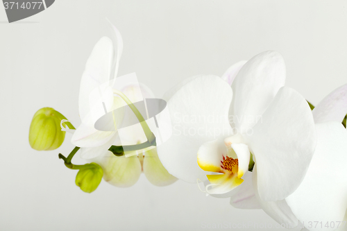 Image of romantic branch of white orchid