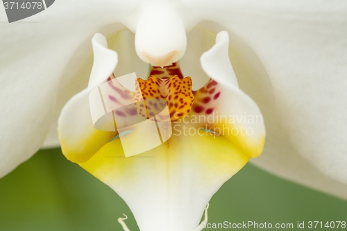 Image of romantic white orchid