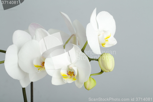 Image of romantic branch of white orchid