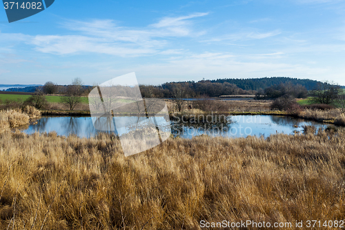 Image of reeds at the pond