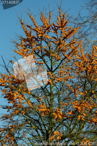 Image of Sea buckthorn tree