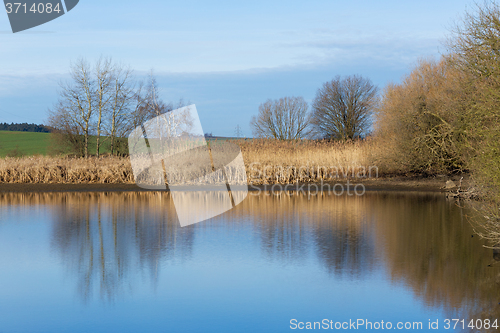 Image of reeds at the pond