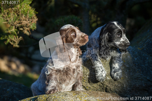 Image of English Cocker Spaniel puppy