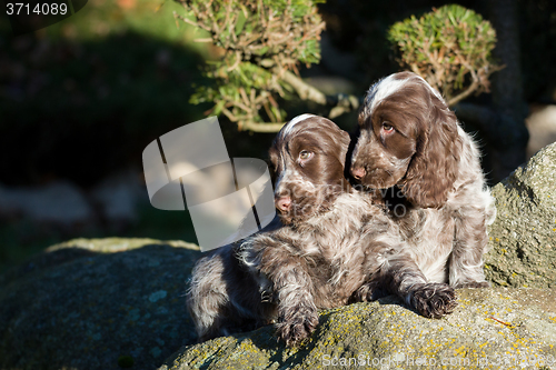 Image of English Cocker Spaniel puppy