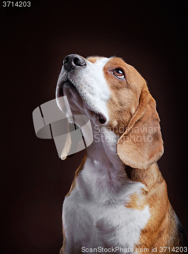 Image of Portrait of young beagle dog