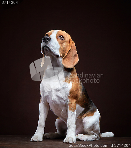 Image of Portrait of young beagle dog