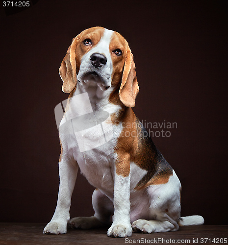 Image of Portrait of young beagle dog