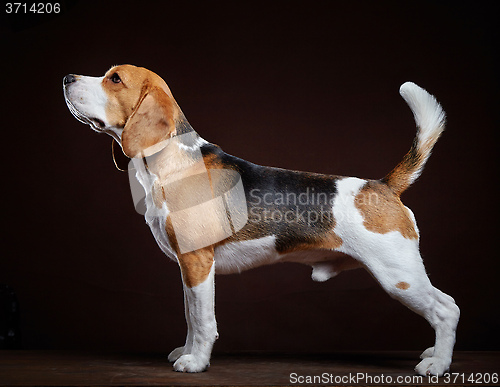 Image of young beagle dog