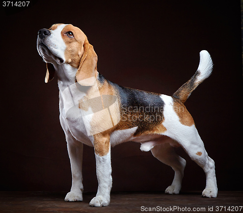 Image of young beagle dog