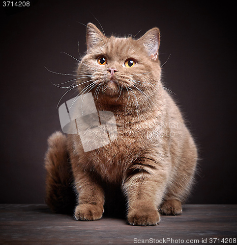 Image of Portrait of british short hair cat