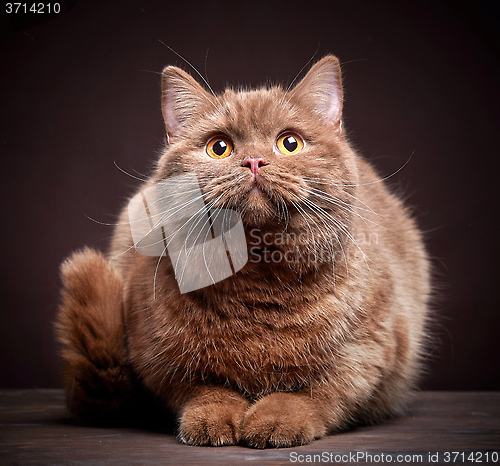 Image of Portrait of british short hair cat