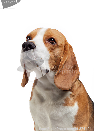 Image of portrait of young beagle dog