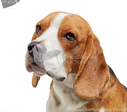 Image of portrait of young beagle dog