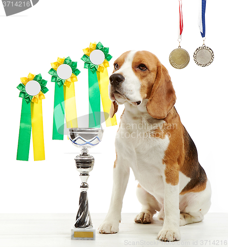 Image of young beagle dog with medals and champion cup