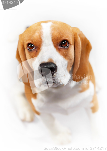 Image of portrait of young beagle dog