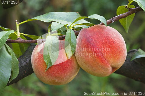 Image of Peaches