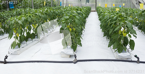 Image of Pepper Plant Greenhouse