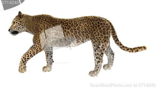 Image of Big Cat Leopard