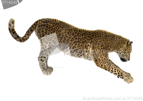 Image of Big Cat Leopard