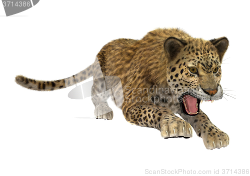 Image of Big Cat Leopard
