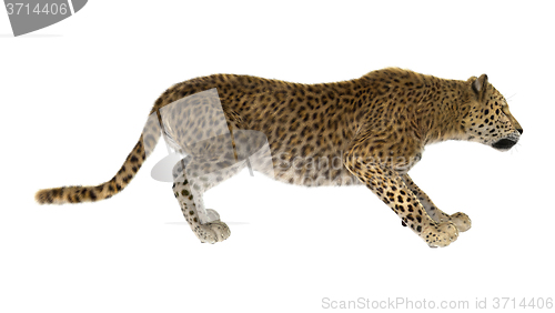 Image of Big Cat Leopard