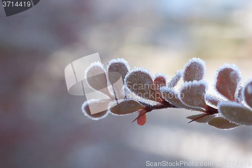 Image of Frozen leaf - macro