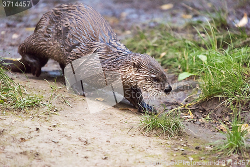 Image of Otter