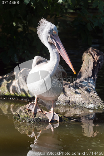 Image of Pelican