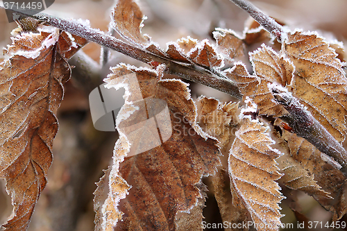 Image of Brown Frozen leaves