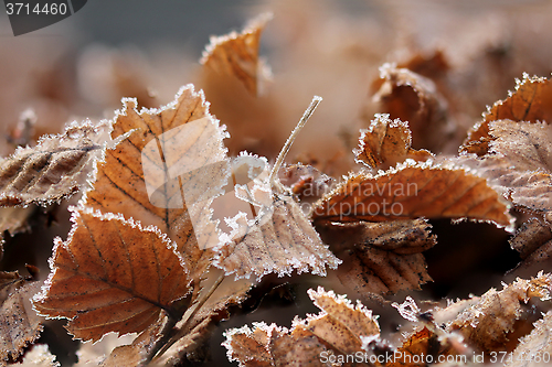 Image of Brown Frozen leaves